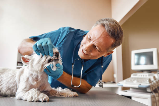 Best Emergency Wisdom Tooth Extraction in Tecumseh, NE